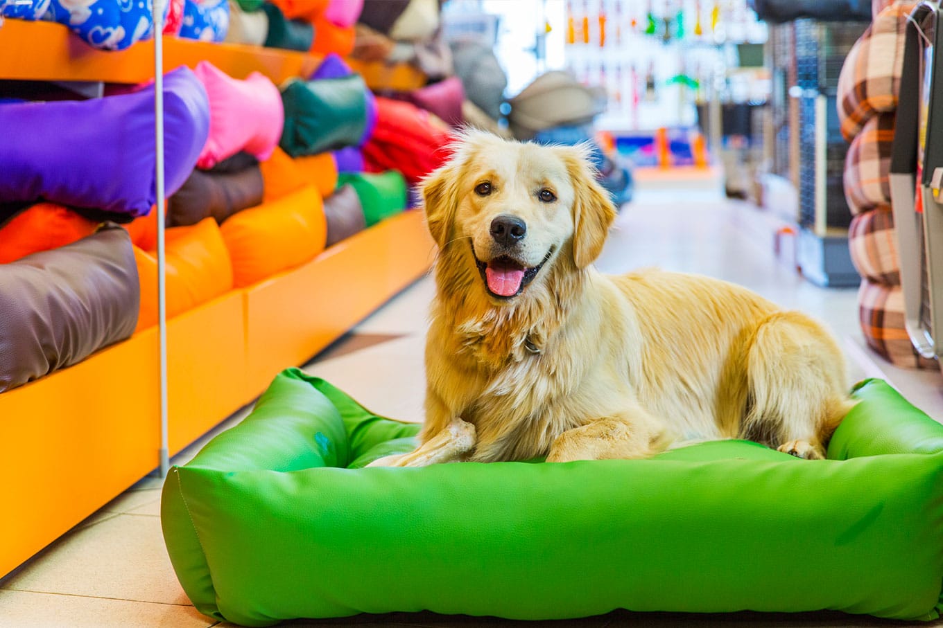 Vagas disponíveis em diferentes áreas num Pet Shop, em Olinda ou Paulista.