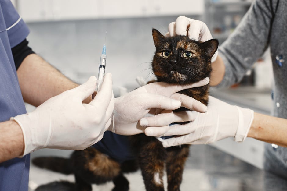 Vaga para Estágio de Medicina Veterinária em Recife